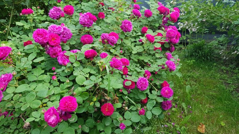  - 2019 Mai Idilic Garden