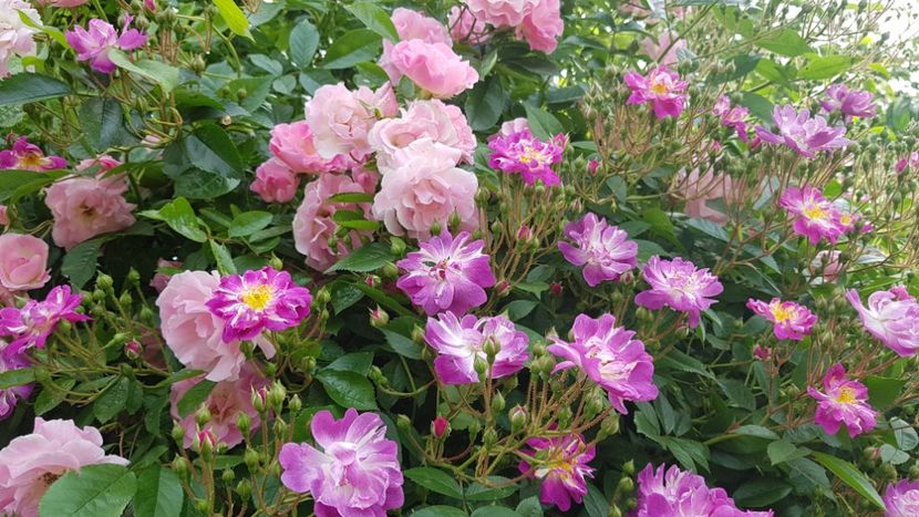  - 2019 Mai Idilic Garden