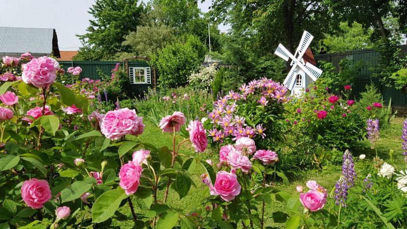  - 2019 Mai Idilic Garden