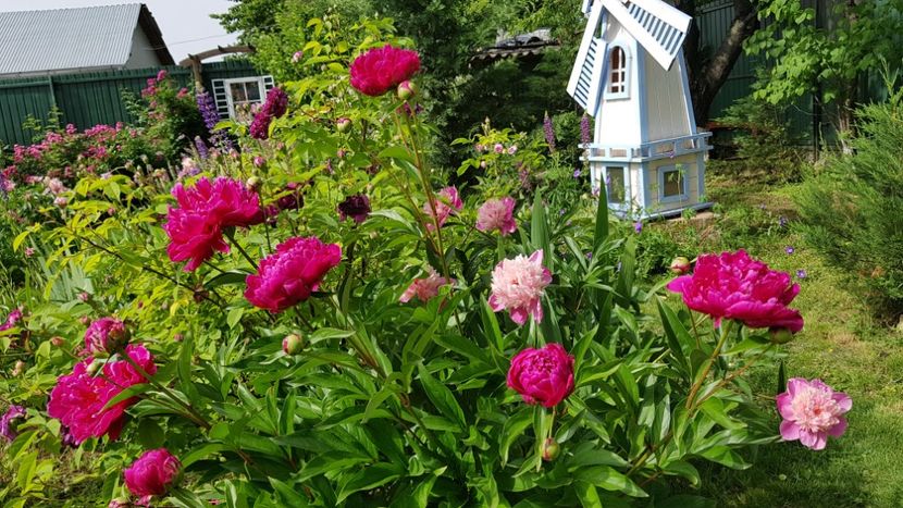  - 2019 Mai Idilic Garden