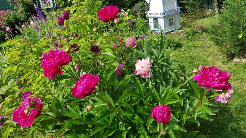  - 2019 Mai Idilic Garden