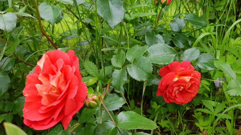  - 2019 Mai Idilic Garden