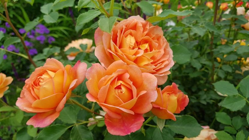  - 2019 Mai Idilic Garden