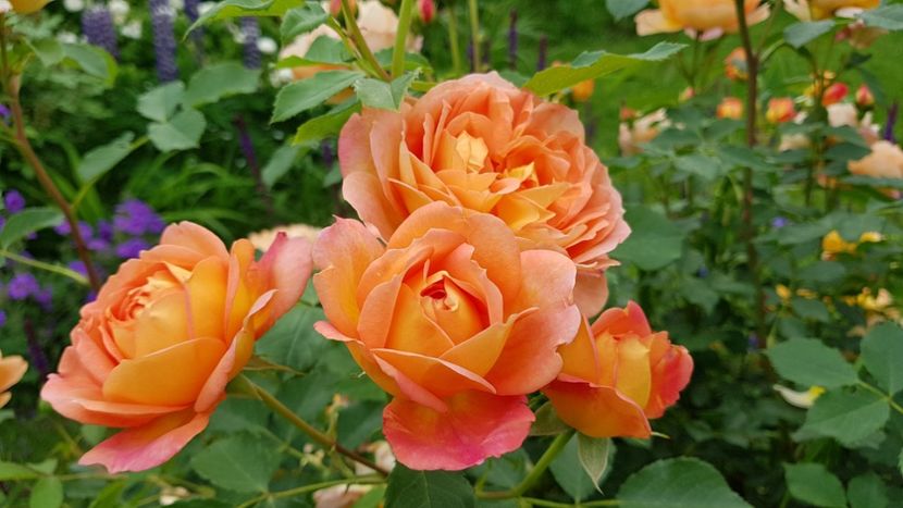  - 2019 Mai Idilic Garden