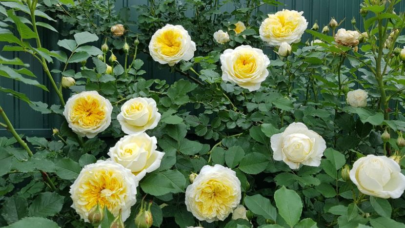  - 2019 Mai Idilic Garden