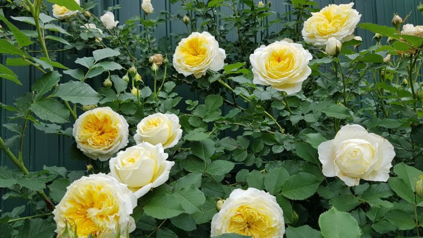  - 2019 Mai Idilic Garden