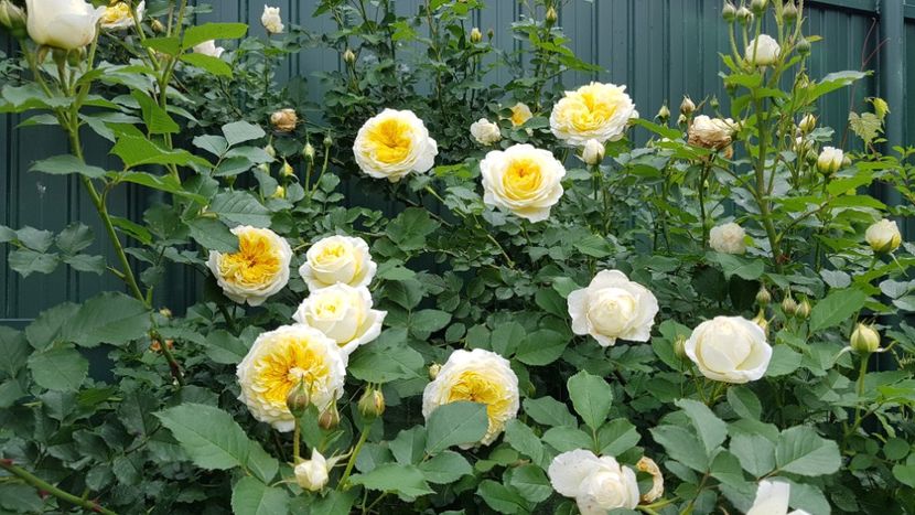  - 2019 Mai Idilic Garden