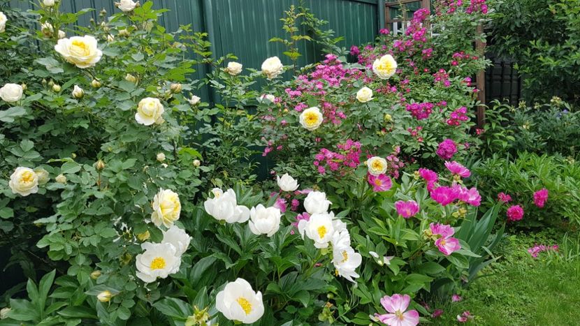  - 2019 Mai Idilic Garden