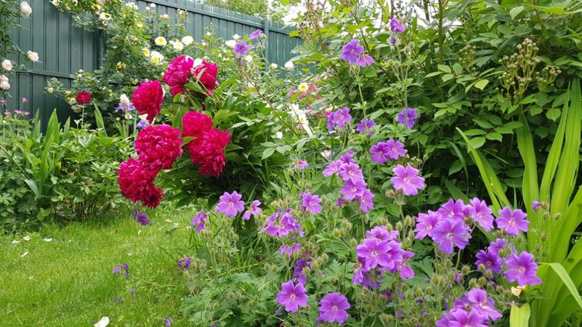  - 2019 Mai Idilic Garden