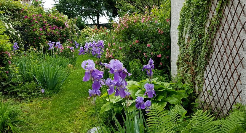  - 2019 Mai Idilic Garden