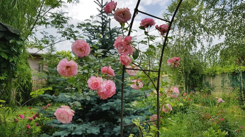  - 2019 Mai Idilic Garden