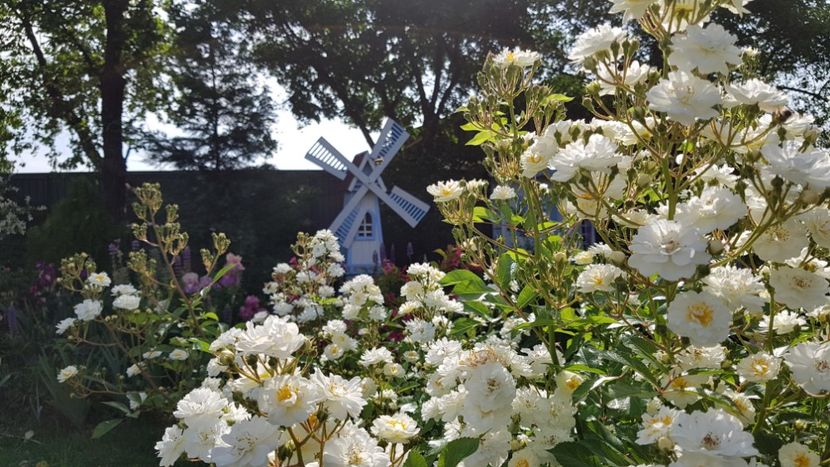  - 2019 Mai Idilic Garden