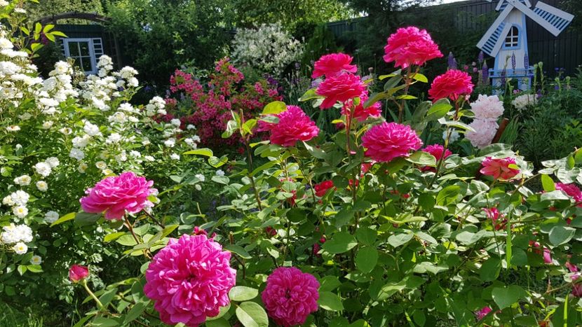  - 2019 Mai Idilic Garden