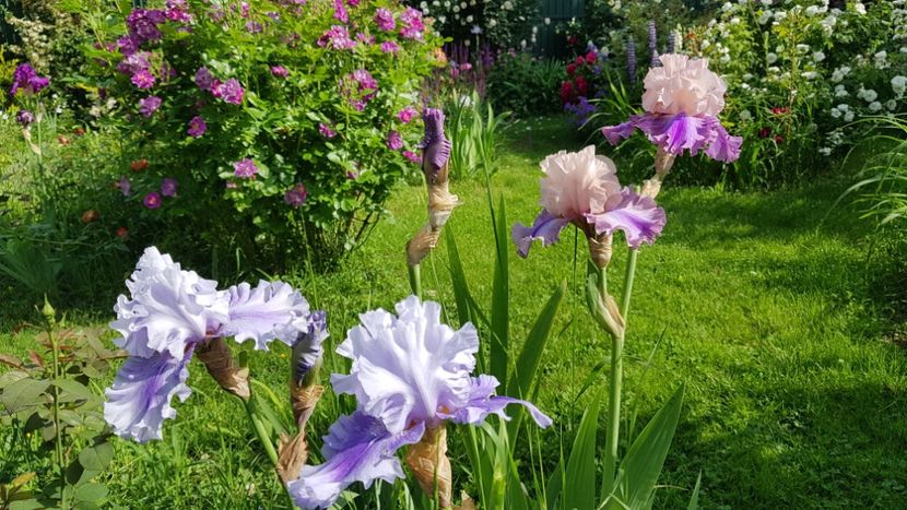  - 2019 Mai Idilic Garden