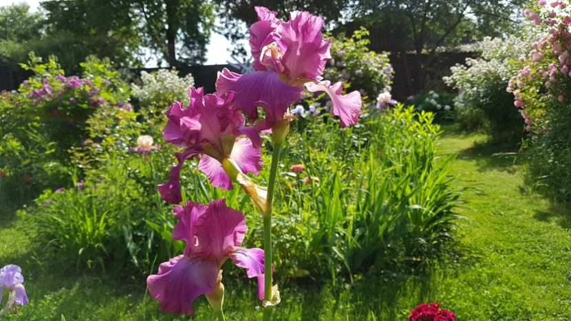  - 2019 Mai Idilic Garden