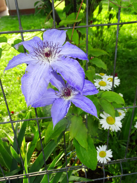  - Clematis