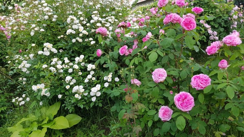  - 2019 Mai Idilic Garden