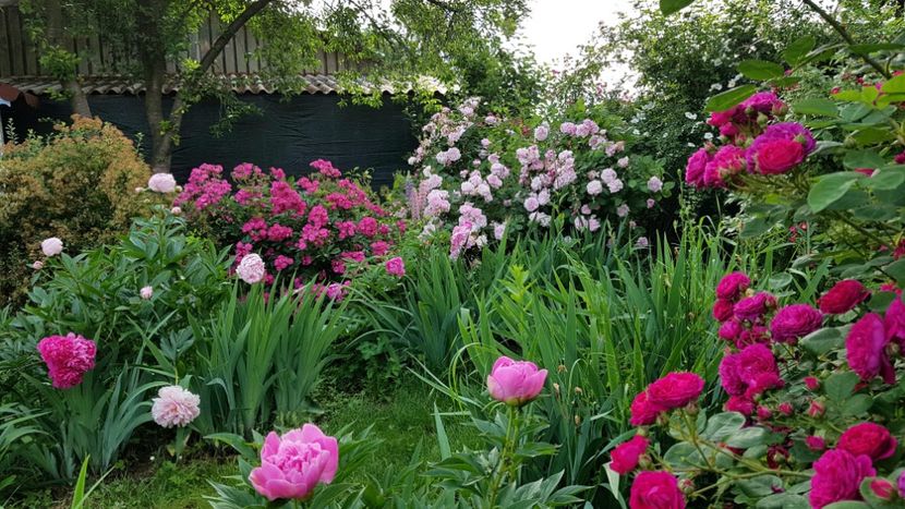  - 2019 Mai Idilic Garden