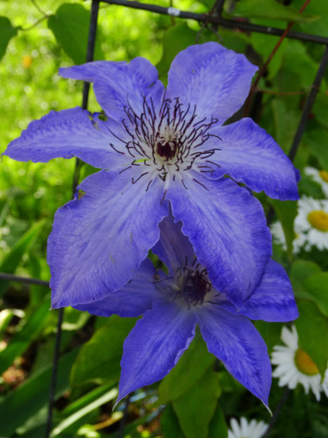  - Clematis