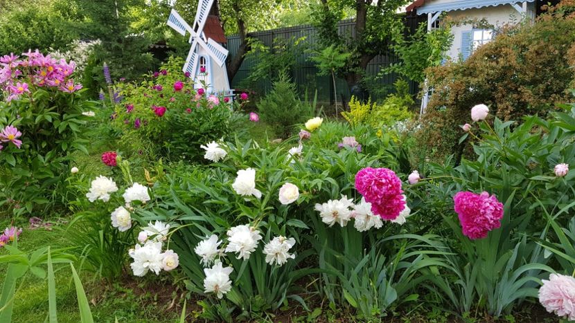  - 2019 Mai Idilic Garden