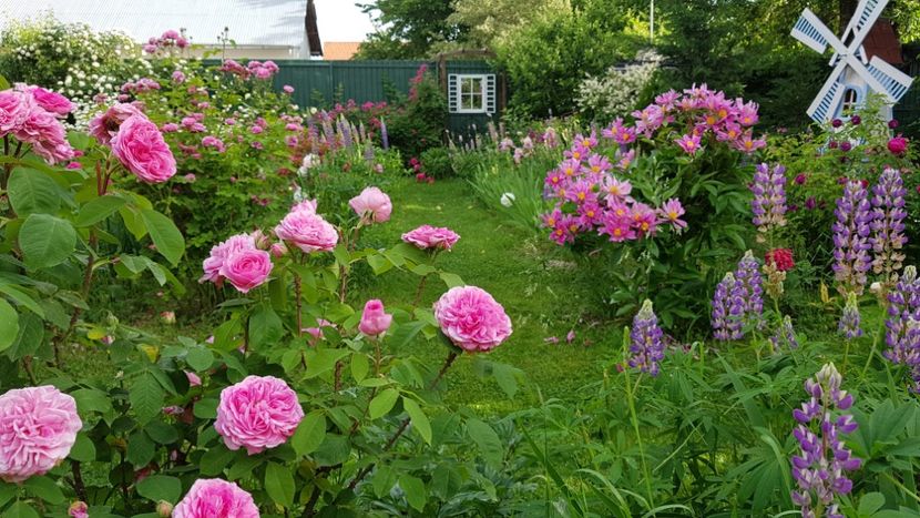  - 2019 Mai Idilic Garden