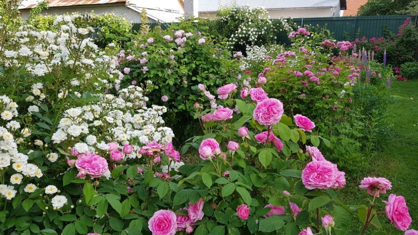  - 2019 Mai Idilic Garden