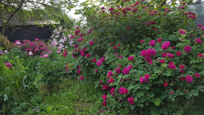  - 2019 Mai Idilic Garden