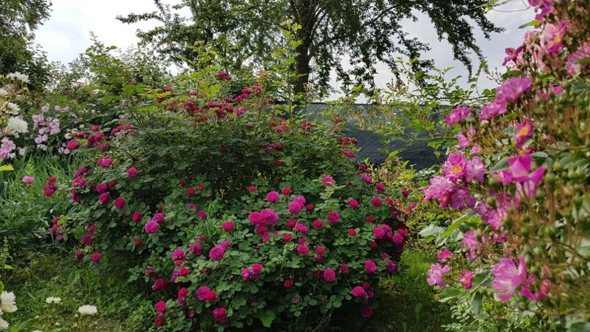  - 2019 Mai Idilic Garden