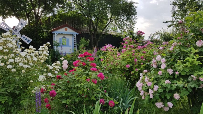  - 2019 Mai Idilic Garden