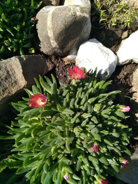  - Delosperma-Lampranthus