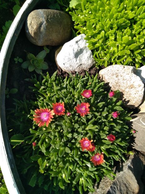  - Delosperma-Lampranthus
