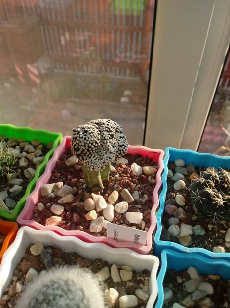 20190331_182530-1 - Mammillaria