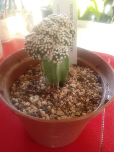  - Mammillaria