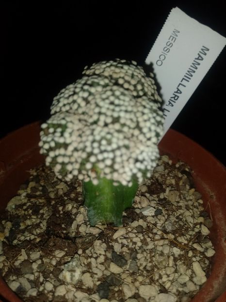  - Mammillaria