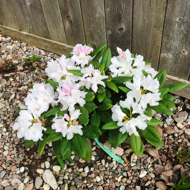  - Jurnalul gradinii 2019