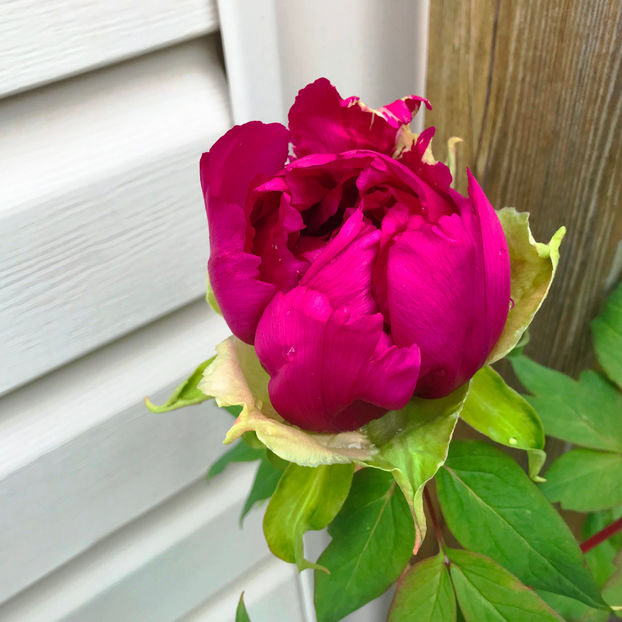  - Jurnalul gradinii 2019