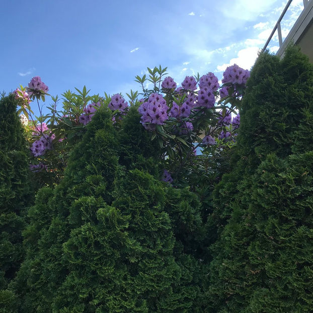  - Victoria_BC_Canada 2019