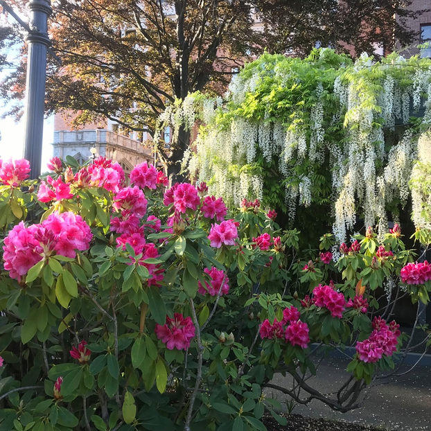 - Victoria_BC_Canada 2019