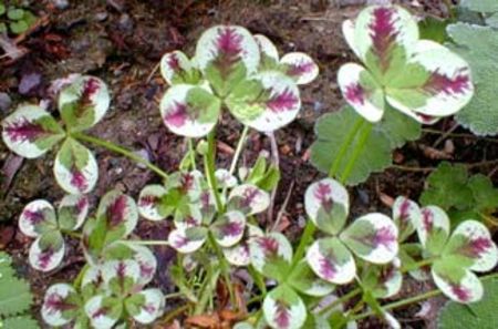 dragonsclover_may - Îmi doresc