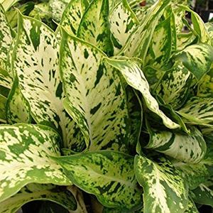 71eiFNOPWML._SY355_ - Îmi doresc