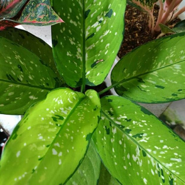 dieffenbachia-maculata-tropical-tiki - Îmi doresc