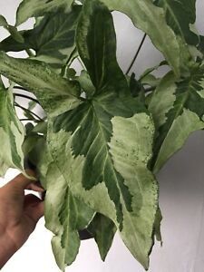 s-l300 (3) - Îmi doresc