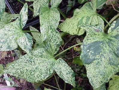 syn-mott-max-500 - Îmi doresc