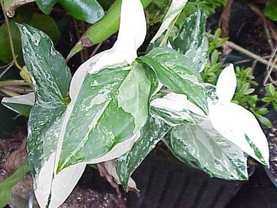 Syngonium_White_var-max-500 - Îmi doresc