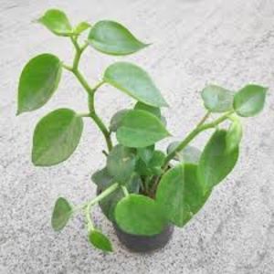 images (13) - Îmi doresc