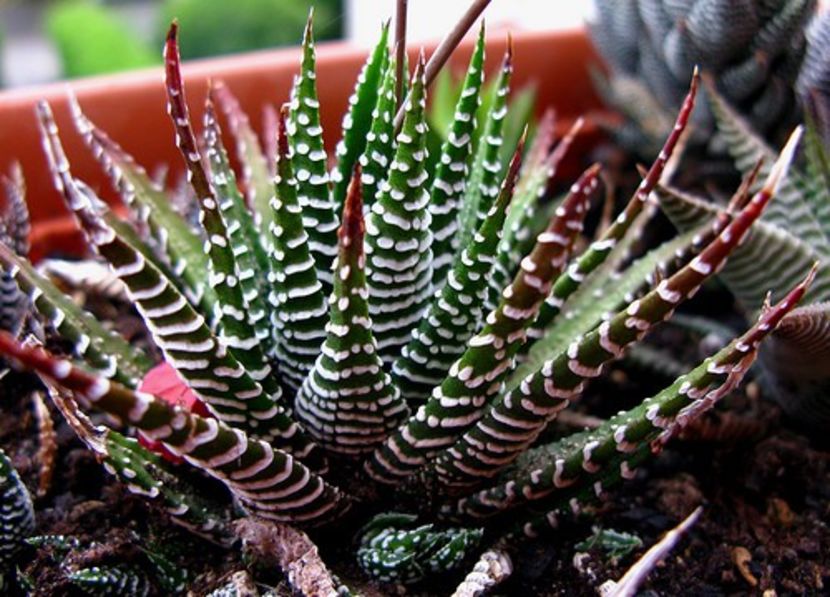 Haworthia_attenuata - Îmi doresc