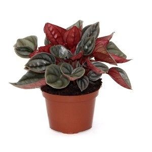 kb1ibf6ug71c80dv9j9lhl2075ckoqdf62jkduod_bigthumb - Îmi doresc