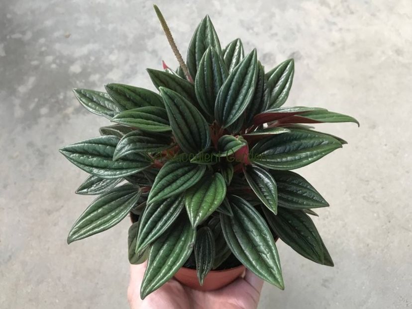 il_794xN.1736280163_gyjw - Îmi doresc