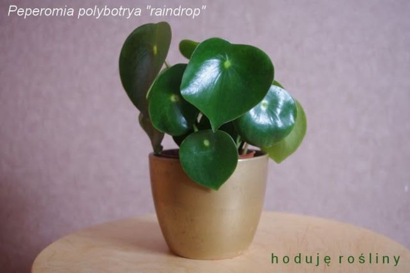 8dac62b4e47e81a2f7969db139a7f7a7 - Îmi doresc