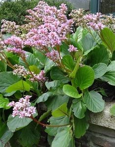 Bergenia cordifolia - Disponibile